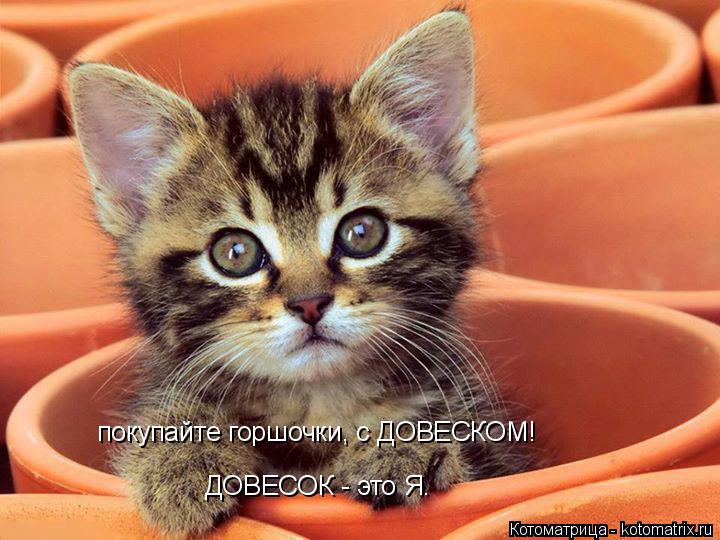 Котоматрица: покупайте горшочки, с ДОВЕСКОМ! ДОВЕСОК - это Я.