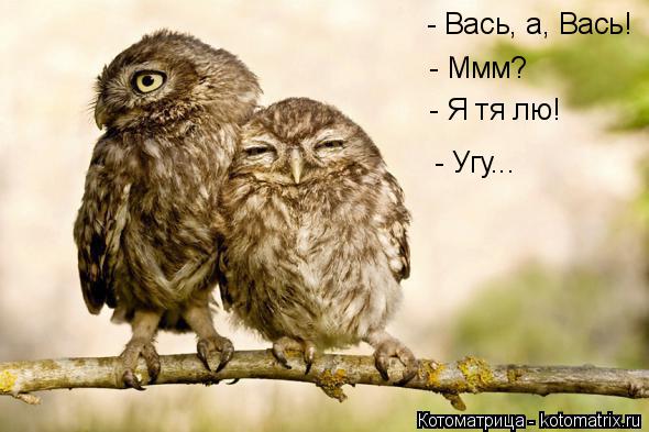 Котоматрица: - Вась, а, Вась! - Ммм? - Я тя лю! - Угу...