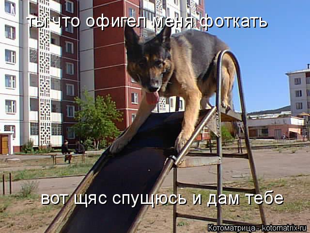 Котоматрица: ты что офигел меня фоткать вот щяс спущюсь и дам тебе