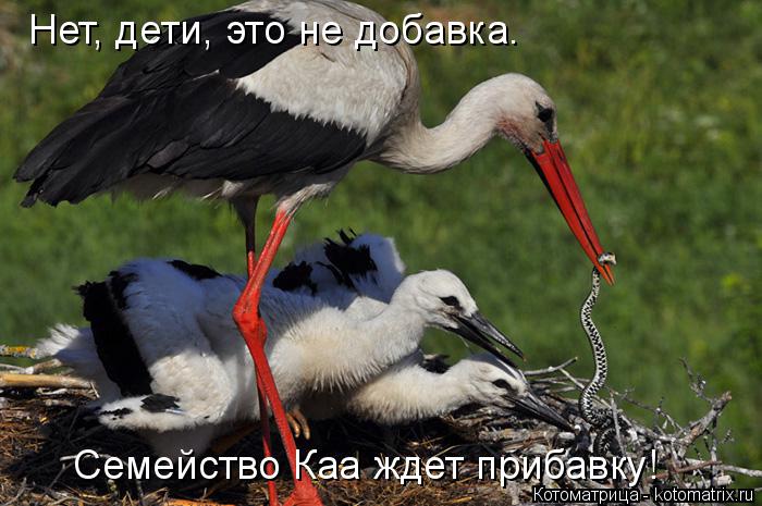 Котоматрица: Нет, дети, это не добавка. Семейство Каа ждет прибавку!
