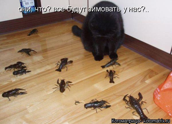 Котоматрица: они, что? все будут зимовать у нас?..