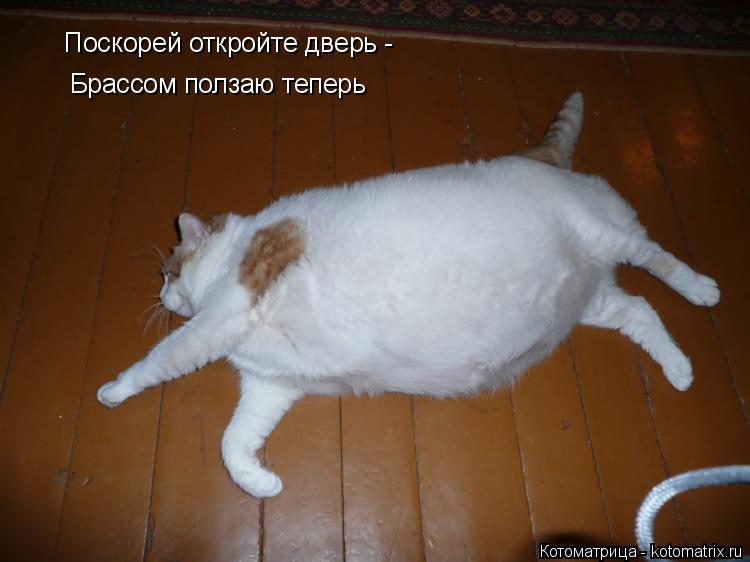 Котоматрица: Поскорей откройте дверь - Брассом ползаю теперь