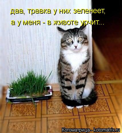 Котоматрица: даа, травка у них зеленеет, а у меня - в животе урчит...