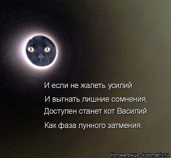 Котоматрица: И если не жалеть усилий Доступен станет кот Василий Как фаза лунного затмения. И выгнать лишние сомнения,