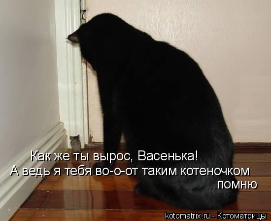 Котоматрица: Как же ты вырос, Васенька! А ведь я тебя во-о-от таким котеночком помню