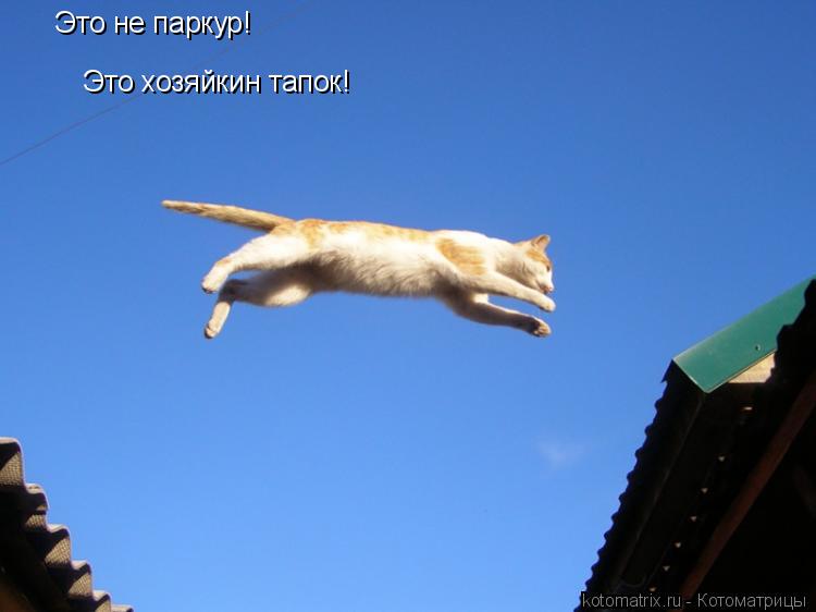 Котоматрица: Это не паркур! Это хозяйкин тапок!