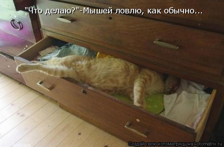Котоматрица: "Что делаю?"-Мышей ловлю, как обычно...