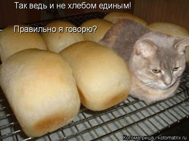 Котоматрица: Так ведь и не хлебом единым! Правильно я говорю?