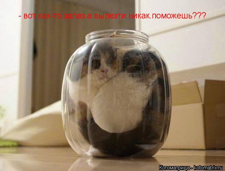 Котоматрица: - вот как-то залез а вылезти никак.поможешь???
