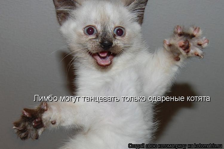 Котоматрица: Лимбо могут танцевать только одареные котята