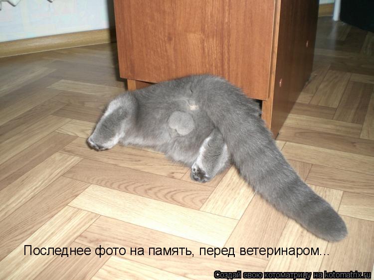 Котоматрица: Последнее фото на память, перед ветеринаром...