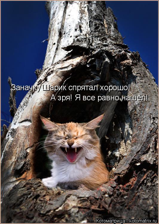 Котоматрица: А зря! Я все равно нашёл! Заначку Шарик спрятал хорошо!