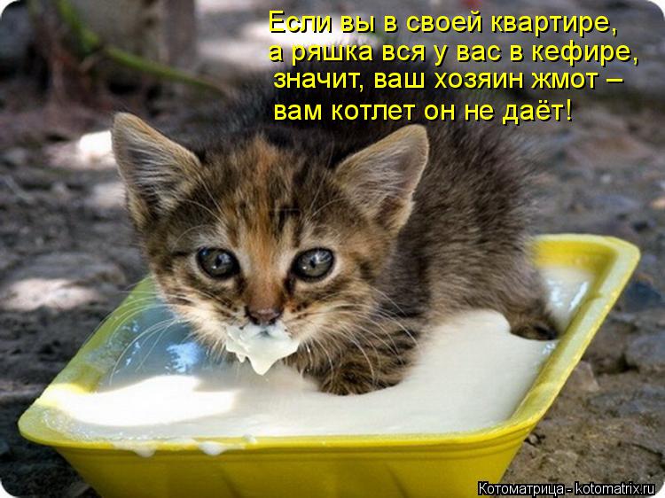 Котоматрица: Если вы в своей квартире, а ряшка вся у вас в кефире,  значит, ваш хозяин жмот –  вам котлет он не даёт!