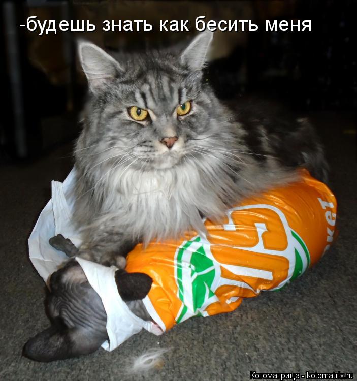 Котоматрица: -будешь знать как бесить меня