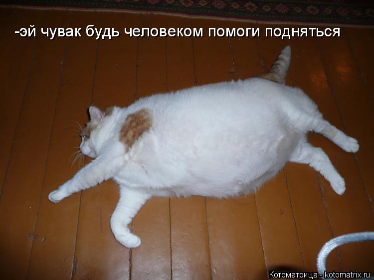 Котоматрица: -эй чувак будь человеком помоги подняться