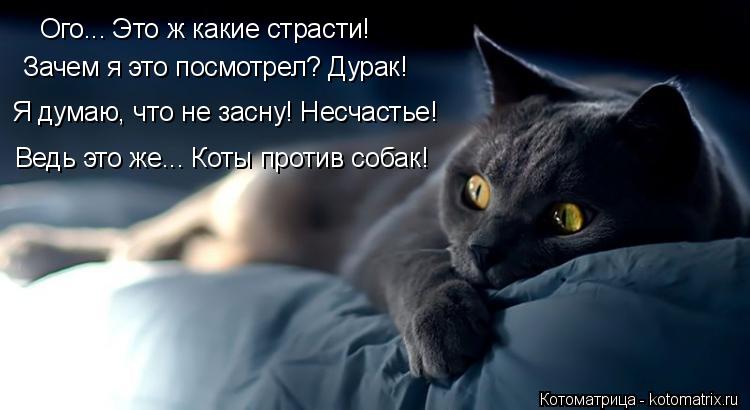 Котоматрица: Ого... Это ж какие страсти! Зачем я это посмотрел? Дурак! Я думаю, что не засну! Несчастье! Ведь это же... Коты против собак!