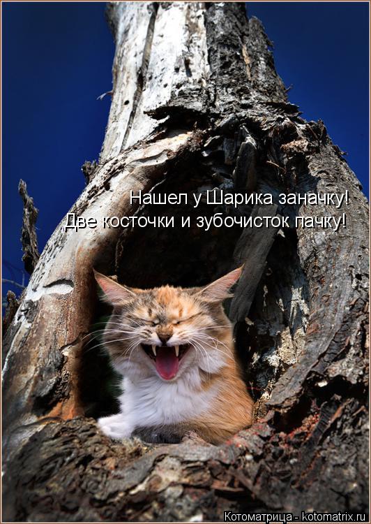 Котоматрица: Нашел у Шарика заначку! Две косточки и зубочисток пачку!