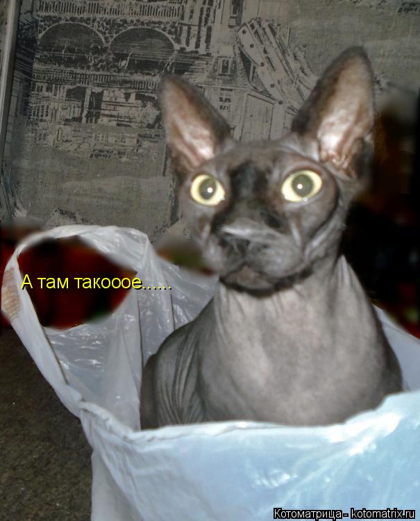Котоматрица: А там такооое......