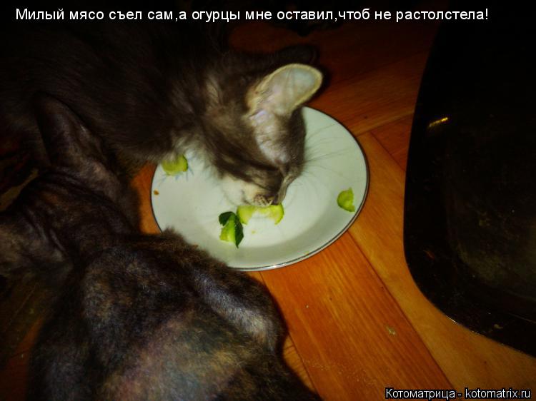 Котоматрица: Милый мясо съел сам,а огурцы мне оставил,чтоб не растолстела!