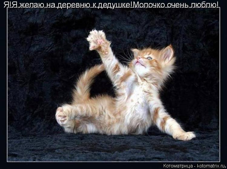 Котоматрица: Я!Я желаю на деревню к дедушке!Молочко очень люблю!