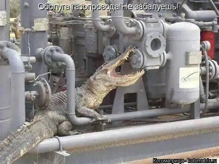 Котоматрица: Обслуга газопровода!Не забалуешь!
