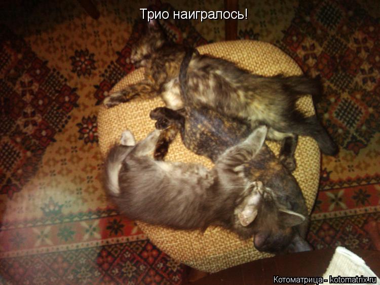 Котоматрица: Трио наигралось!
