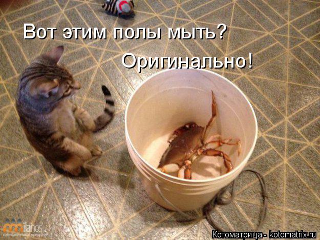 Вот этим полы мыть? Оригинально!... Котоматрица: Вот этим полы мыть? Оригинально!