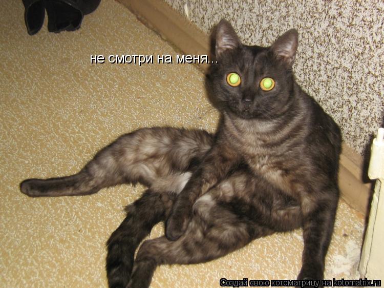 Котоматрица: не смотри на меня...