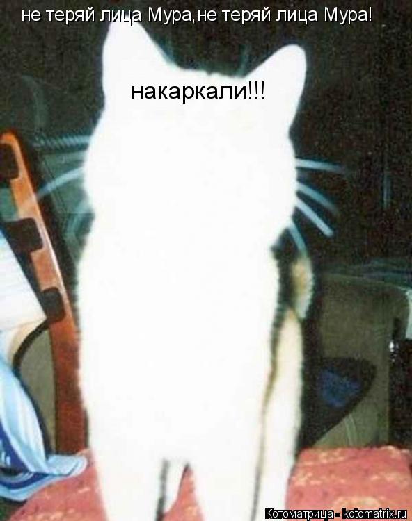 Котоматрица: не теряй лица Мура,не теряй лица Мура! накаркали!!!