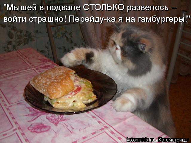 Котоматрица: "Мышей в подвале СТОЛЬКО развелось – войти страшно! Перейду-ка я на гамбургеры!"