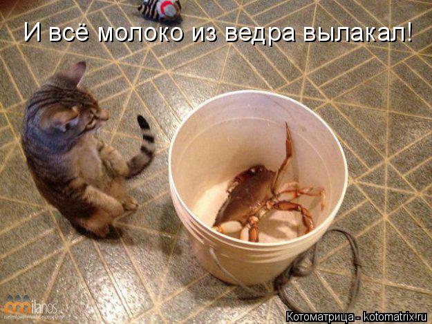 И всё молоко из ведра вылакал!... Котоматрица: И всё молоко из ведра вылакал!