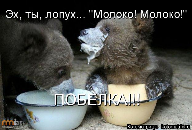Эх, ты, лопух... "Молоко! Молоко!" ПОБЕЛКА!!!... Котоматрица: Эх, ты, лопух... "Молоко! Молоко!" ПОБЕЛКА!!!