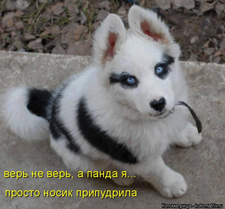 верь не верь, а панда я... просто носик припудрила... Котоматрица: верь не верь, а панда я... просто носик припудрила