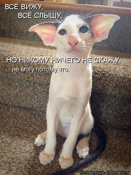 ВСЁ ВИЖУ, ВСЁ СЛЫШУ, НО НИКОМУ НИЧЕГО НЕ СКАЖУ. не могу потому,что.... Котоматрица: ВСЁ ВИЖУ, ВСЁ СЛЫШУ, НО НИКОМУ НИЧЕГО НЕ СКАЖУ. не могу потому,что.
