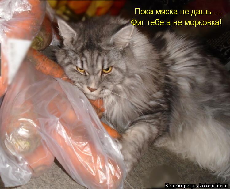 Котоматрица: Пока мяска не дашь..... Фиг тебе а не морковка!
