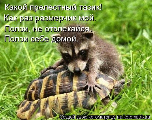 Котоматрица: Какой прелестный тазик! Как раз размерчик мой. Ползи, не отвлекайся. Ползи себе домой.