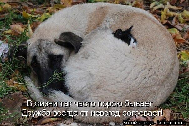 Котоматрица: Дружба всегда от невзгод согревает! В жизни так часто порою бывает...