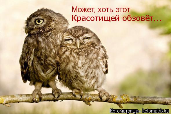 Котоматрица: Может, хоть этот  Красотищей обзовёт...