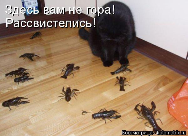 Котоматрица: Здесь вам не гора! Рассвистелись!