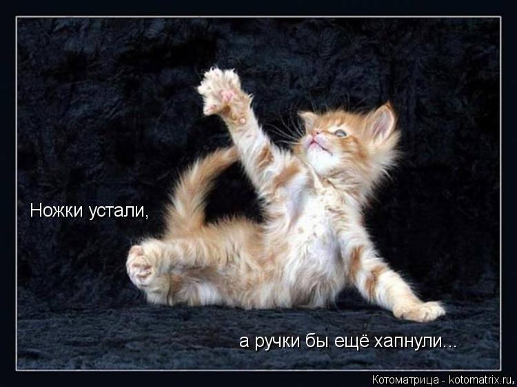 а ручки бы ещё хапнули... Ножки устали,... Котоматрица: а ручки бы ещё хапнули... Ножки устали,