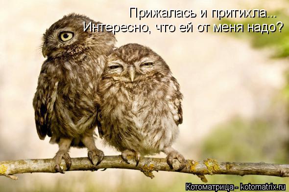 Котоматрица: Прижалась и притихла... Интересно, что ей от меня надо?
