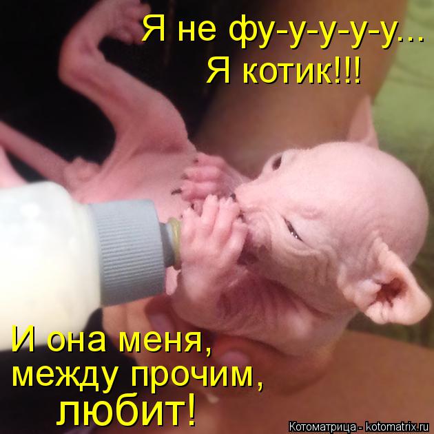 Я котик!!! Я не фу-у-у-у-у... любит! между прочим, И она меня,... Котоматрица: Я котик!!! Я не фу-у-у-у-у... любит! между прочим, И она меня,