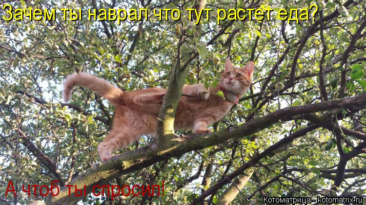 Котоматрица: Зачем ты наврал что тут растет еда? А чтоб ты спросил!