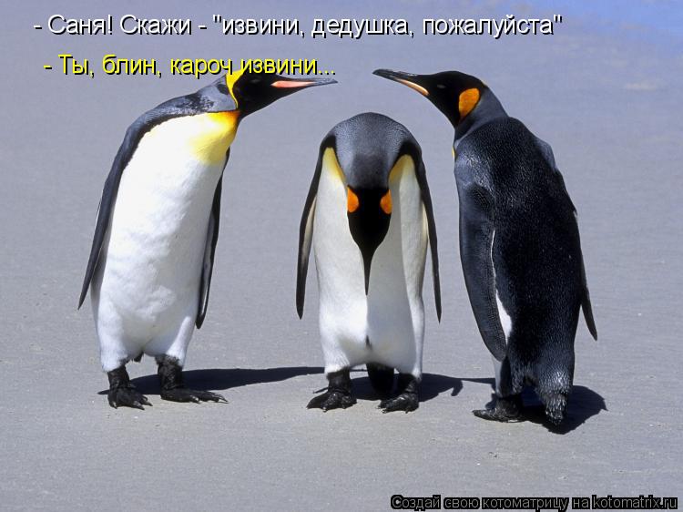 Котоматрица: - Саня! Скажи - "извини, дедушка, пожалуйста" - Ты, блин, кароч извини...
