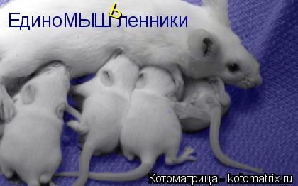 Котоматрица: ЕдиноМЫШ ленники Ь