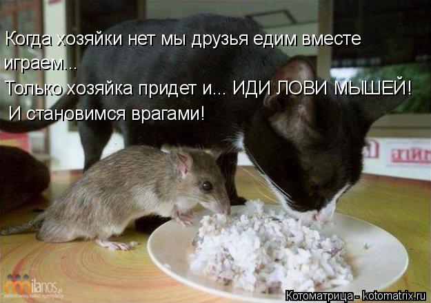Котоматрица: Когда хозяйки нет мы друзья едим вместе  играем... Только хозяйка придет и... ИДИ ЛОВИ МЫШЕЙ! И становимся врагами!