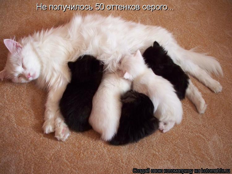 Котоматрица: Не получилось 50 оттенков серого...