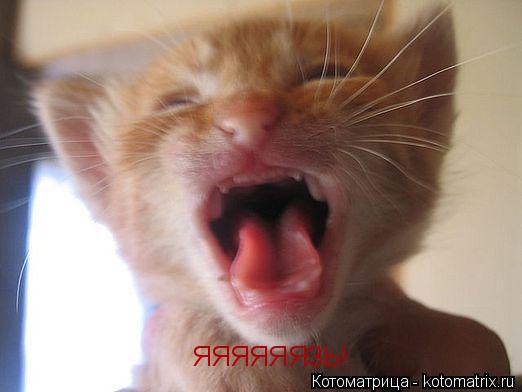 Котоматрица: ЯЯЯЯЯЯЗЬ!