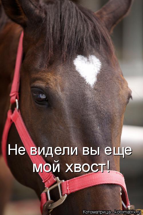 Котоматрица: Не видели вы еще мой хвост!