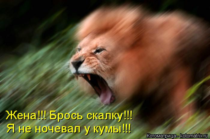 Котоматрица: Жена!!! Брось скалку!!! Я не ночевал у кумы!!!
